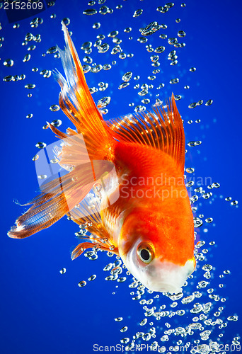 Image of goldfish