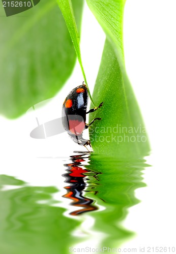 Image of The small bug on a leaf of a plant.