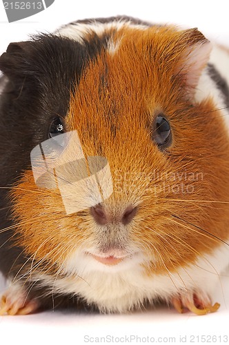 Image of Portrait of a Guinea-pig. Macro a photo.