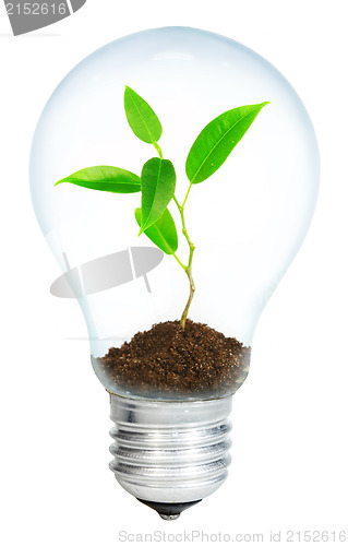 Image of Young sprout in light bulb