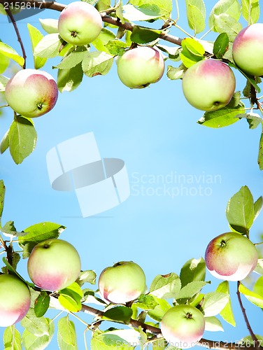 Image of apples - frame 