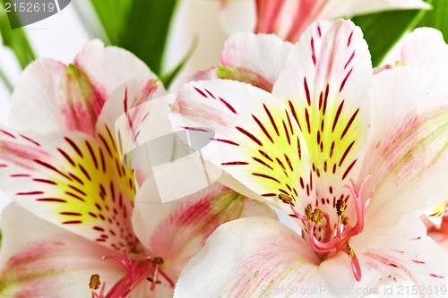 Image of orchid