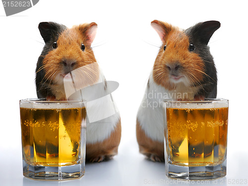 Image of guinea-pig and beer