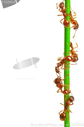 Image of Ants