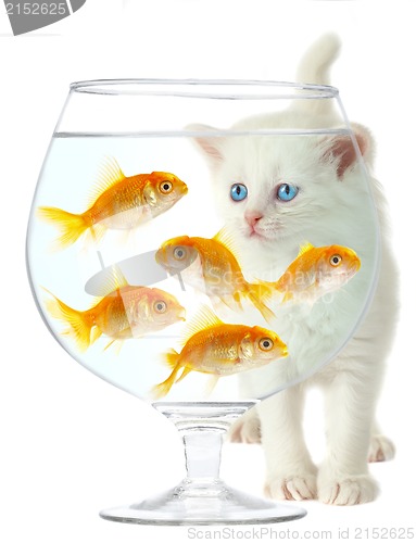 Image of kitten and fish