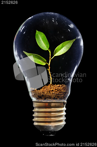 Image of Young sprout in light bulb