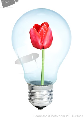 Image of Electrobulb with a bunch of tulips