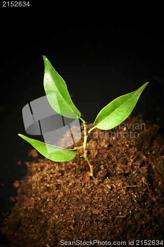 Image of Young sprout on a black background