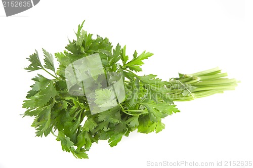 Image of parsley