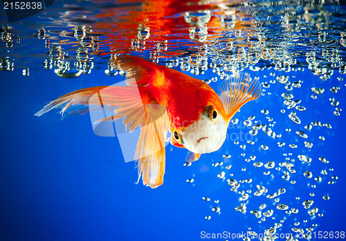 Image of goldfish