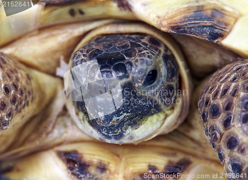 Image of Photo of a turtle close up