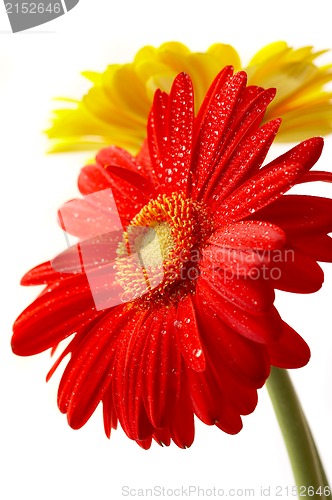 Image of Red and yellow flower on a white background