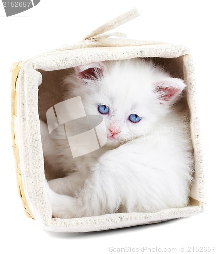 Image of White kitten in a basket.