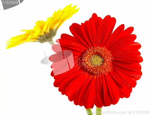 Image of Red and yellow flower on a white background