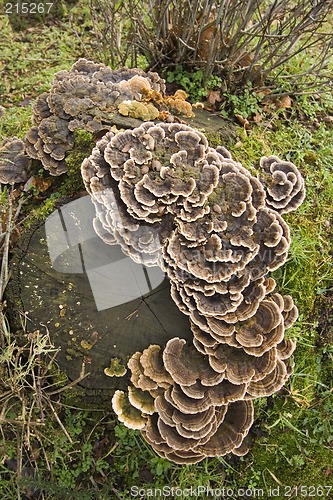 Image of Fungi on deadwood