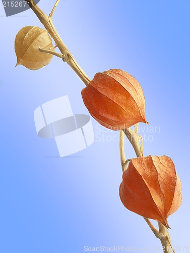 Image of frond
