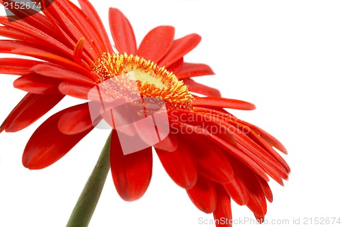 Image of Red flower on a white background 