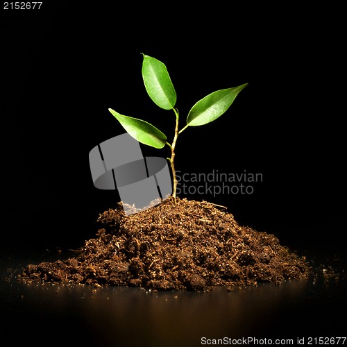 Image of Young sprout on a black background