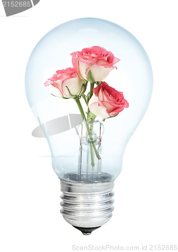 Image of Electrobulb with a bunch of rose