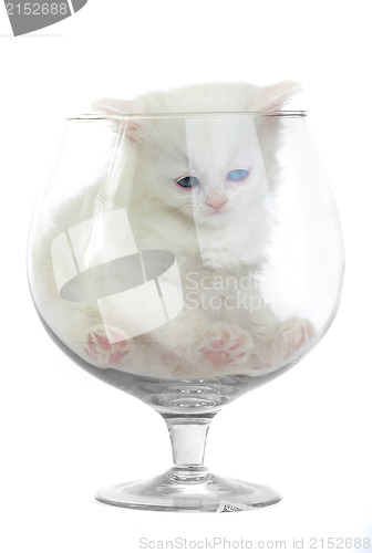 Image of White kitten in a glass wine glass.