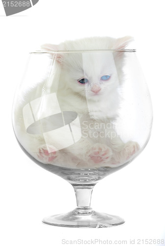 Image of White kitten in a glass wine glass.