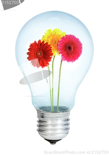 Image of Electrobulb with a bunch of gerberas