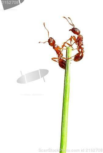 Image of Ants 