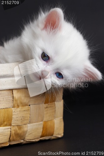 Image of White kitten in a basket.