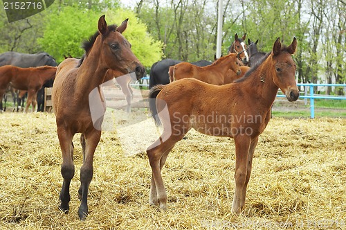 Image of Foals