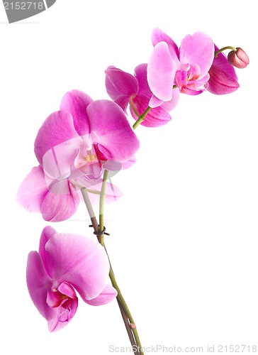 Image of  pink orchid