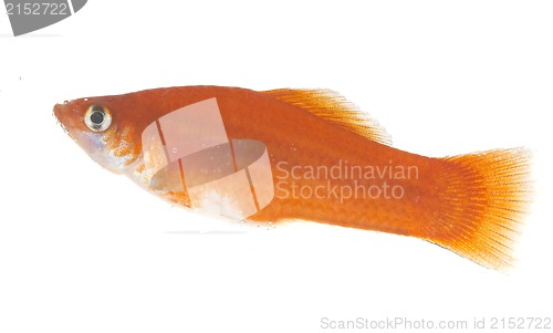 Image of Gold small fish  on a white background.