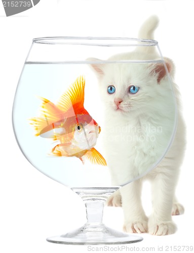 Image of kitten and fish