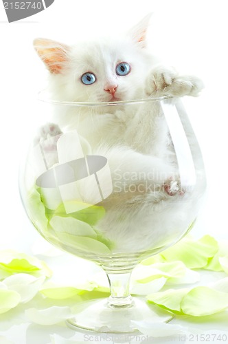 Image of White kitten with blue eyes.