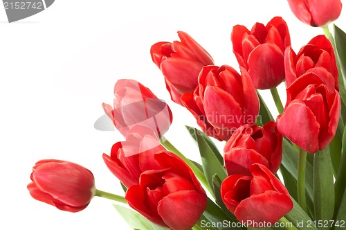 Image of tulips