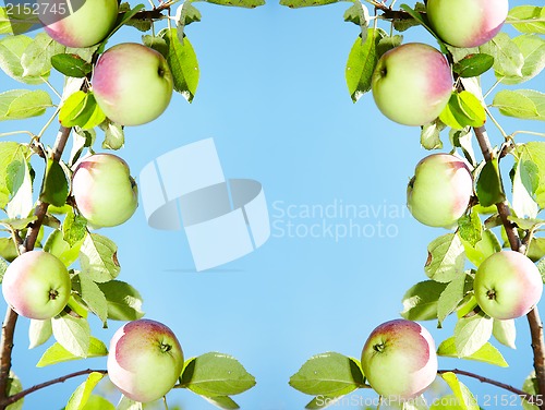 Image of apples - frame 