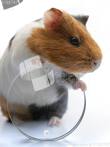 Image of guinea-pig 