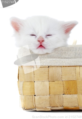 Image of White kitten