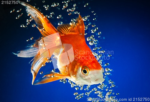 Image of goldfish