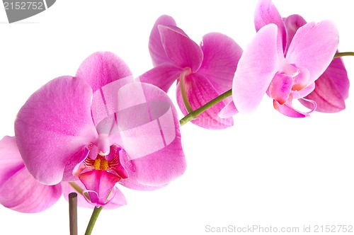 Image of pink orchid