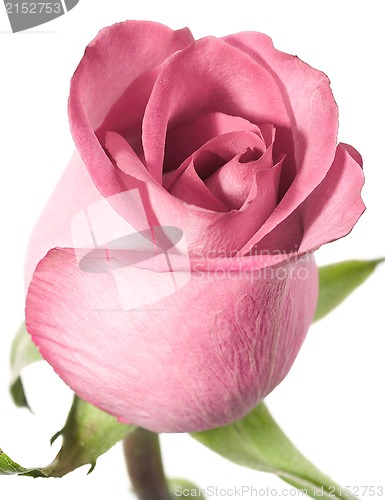 Image of Pink rose on a white background.