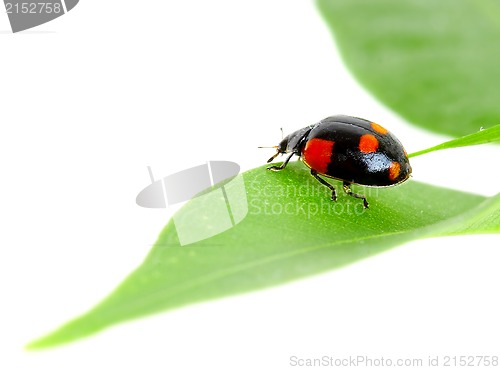 Image of The small bug on a leaf of a plant.