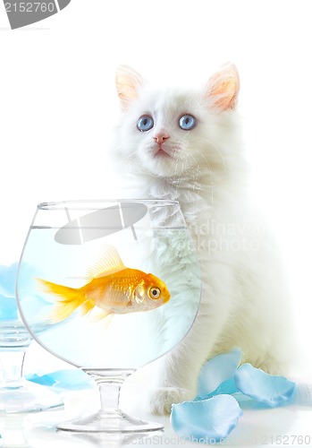 Image of kitten and fish