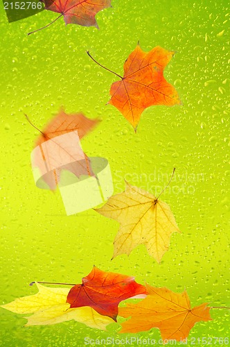 Image of Maple leaves