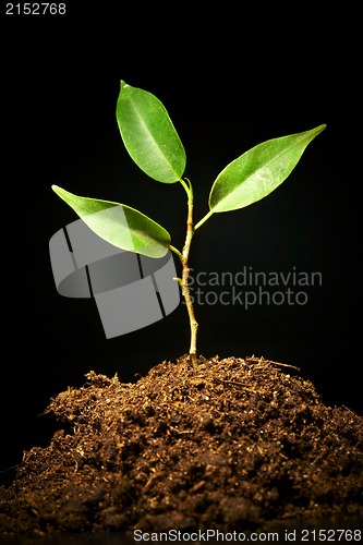 Image of Young sprout on a black background