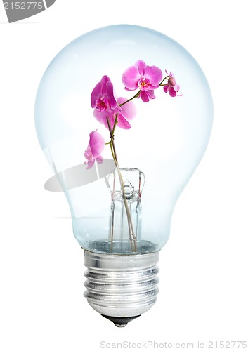 Image of Electrobulb with a bunch of orchid