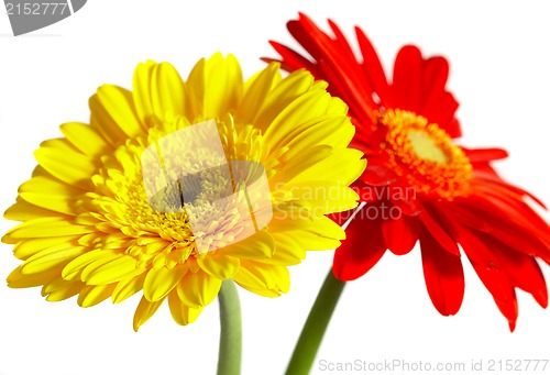 Image of Red and yellow flower on a white background 