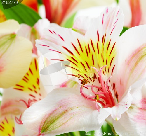 Image of orchid