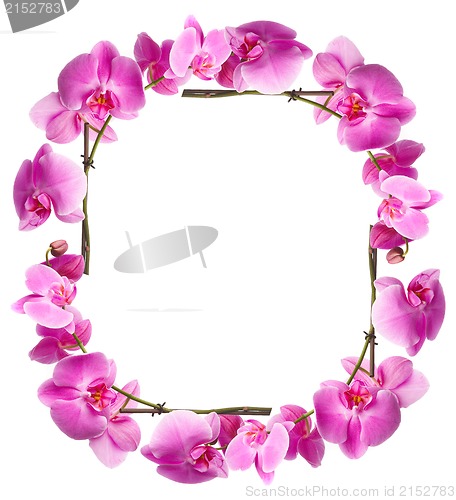 Image of Framework from flowers orchids