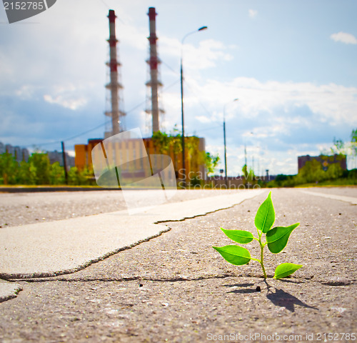 Image of Young plant