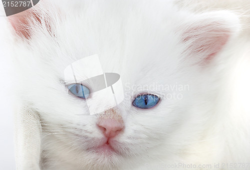 Image of White kitten in a basket.